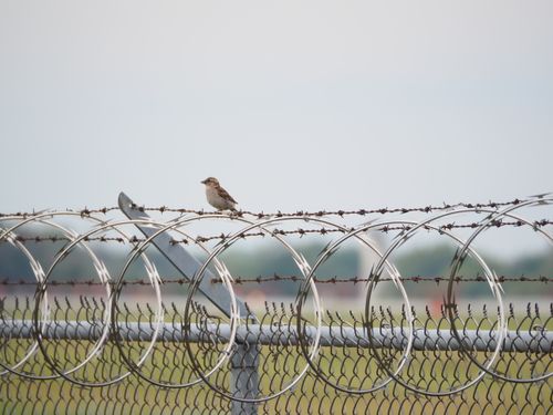 Free A lone bird perched atop a barbed wire fence outdoors, highlighting freedom and security themes. Stock Photo