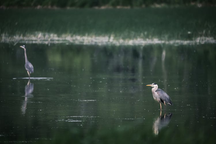 Herons Standing On Water