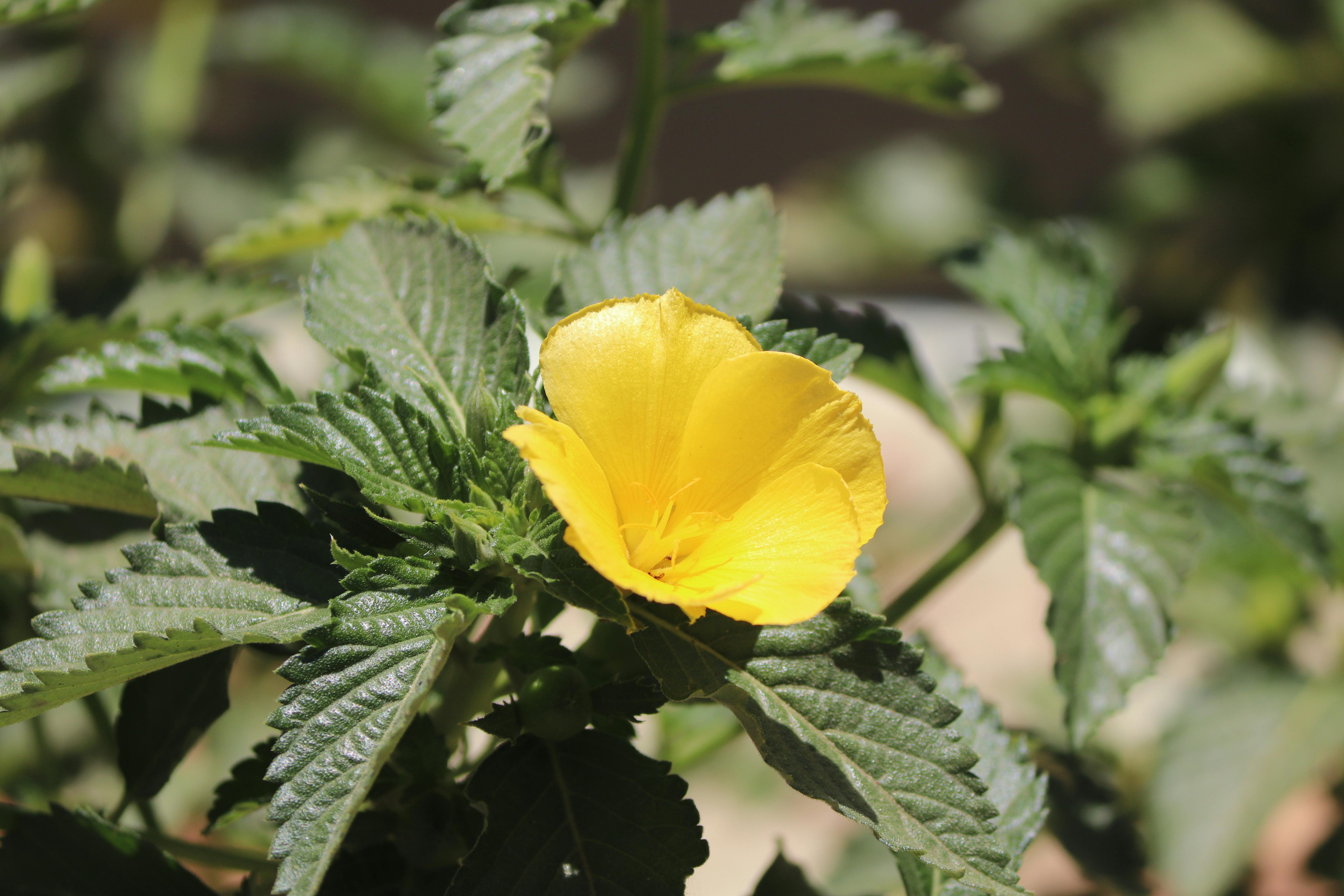Free stock photo of beautiful flowers, canon, flower