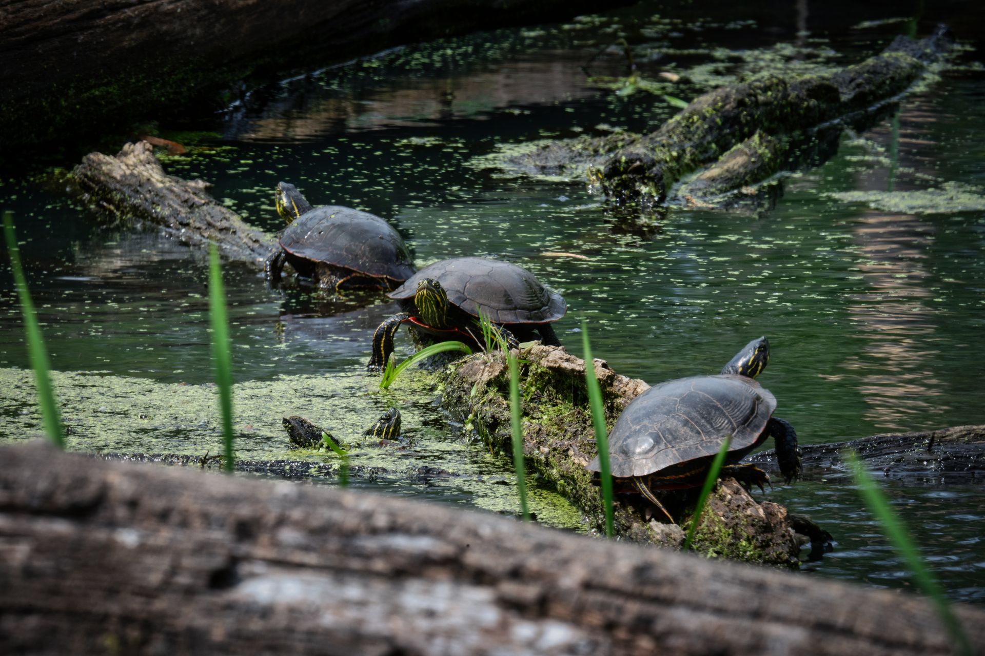 Turtles sunbathing on moss-covered logs in a tranquil pond in Trempealeau, Wisconsin.