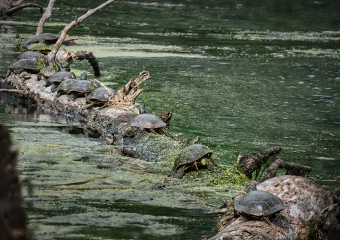 turtle photo