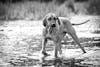 Free Gratis lagerfoto af dyr, flod, hund Stock Photo