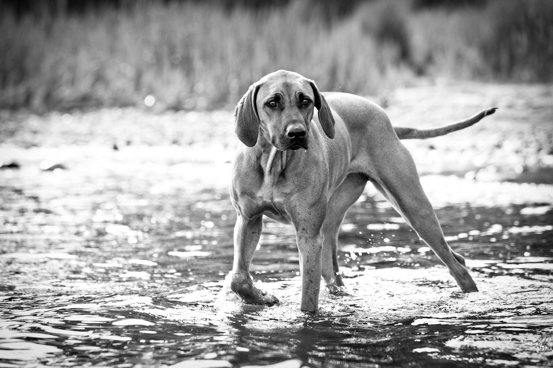 Brun stor hund på vattenfoto