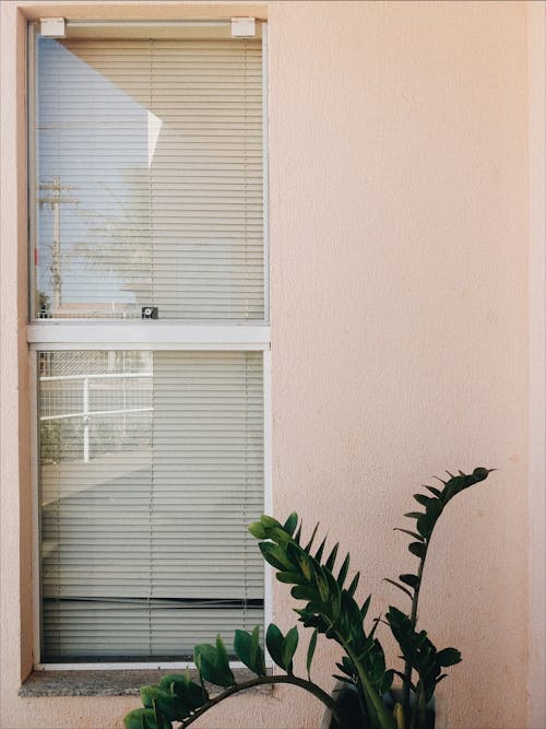 Plant Beside a Window