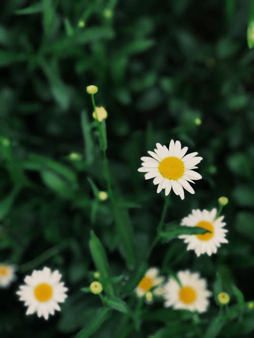 Daisy Flowers with Blur Background