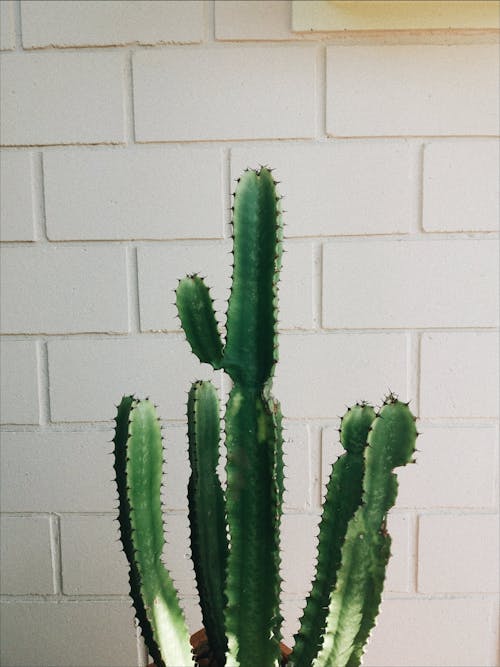 Cactus Plant in front of a White Wall