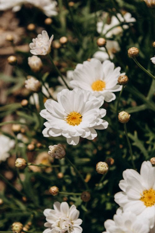 Free A close-up shot of vibrant white daisies in full bloom, showcasing nature's beauty. Stock Photo