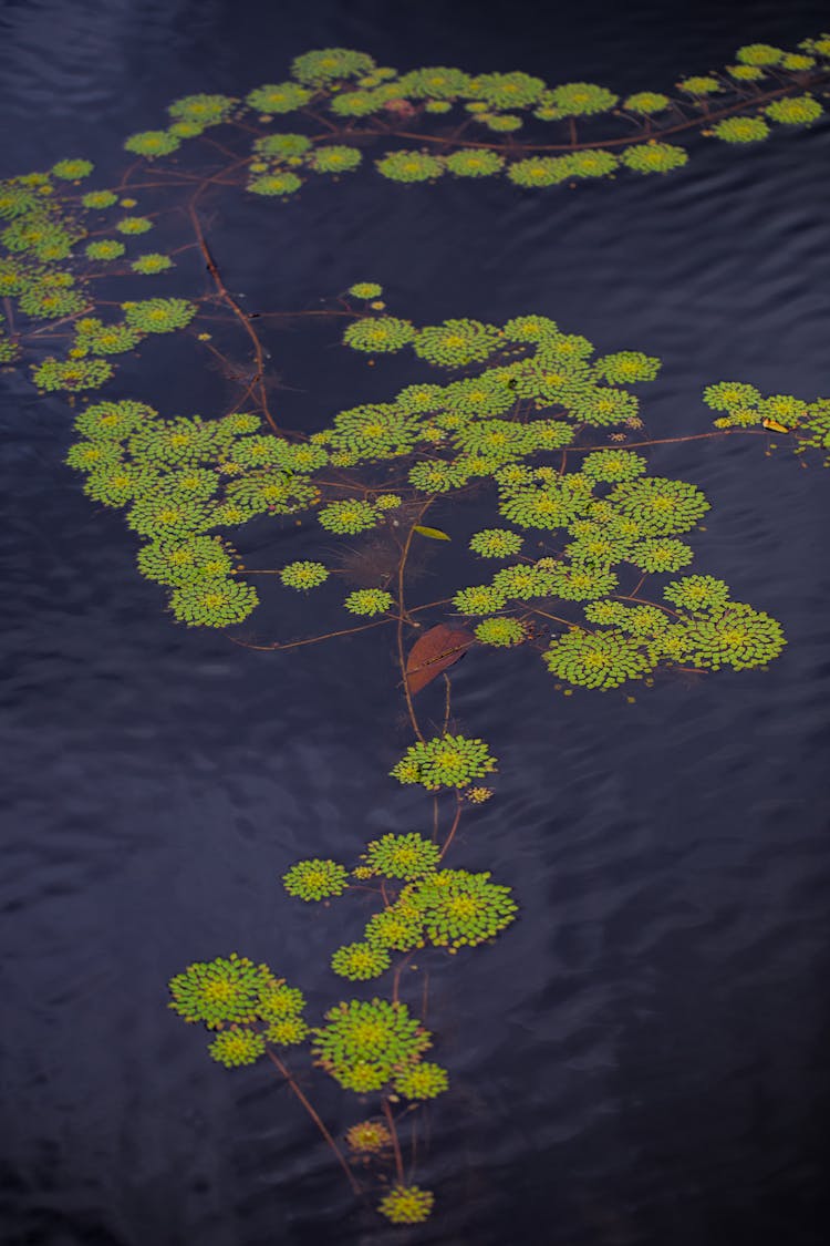 Water Lily Leaves On Pond