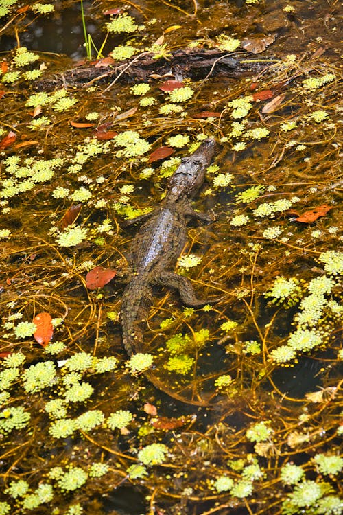 Imagine de stoc gratuită din apă curgătoare, crocodil, fotografiere verticală