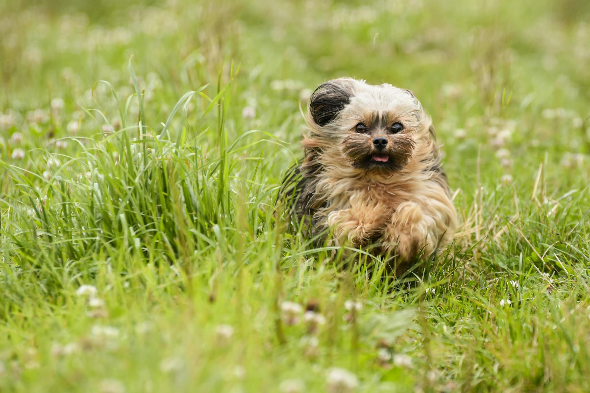 Un terrier du Yorkshire qui court sur l'herbe