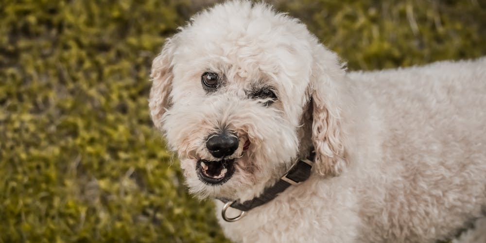 Khám Phá Nồi Chiên Nineshield - Giải Pháp Hoàn Hảo Cho Bữa Ăn