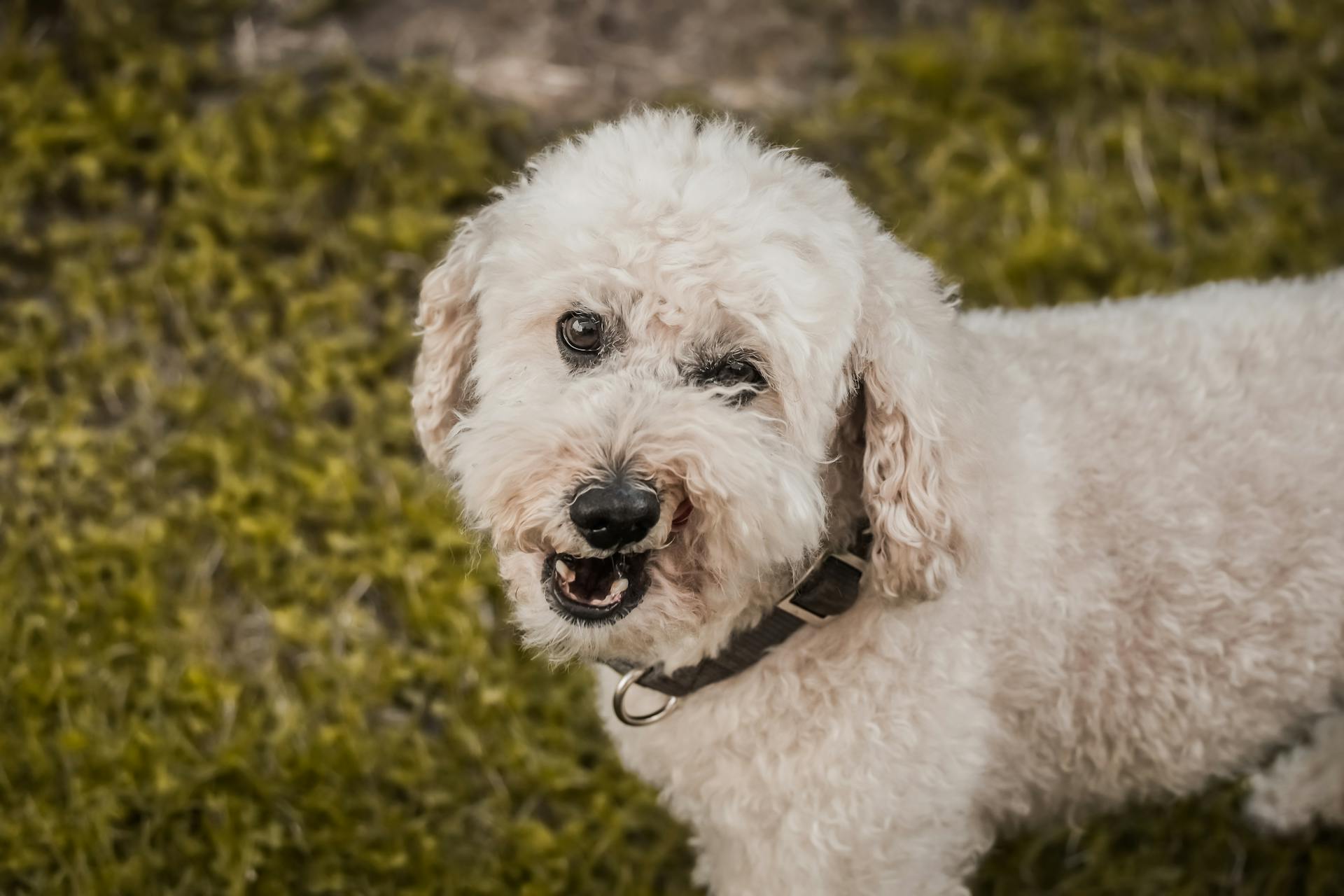 Close-Up Shot of a Dog