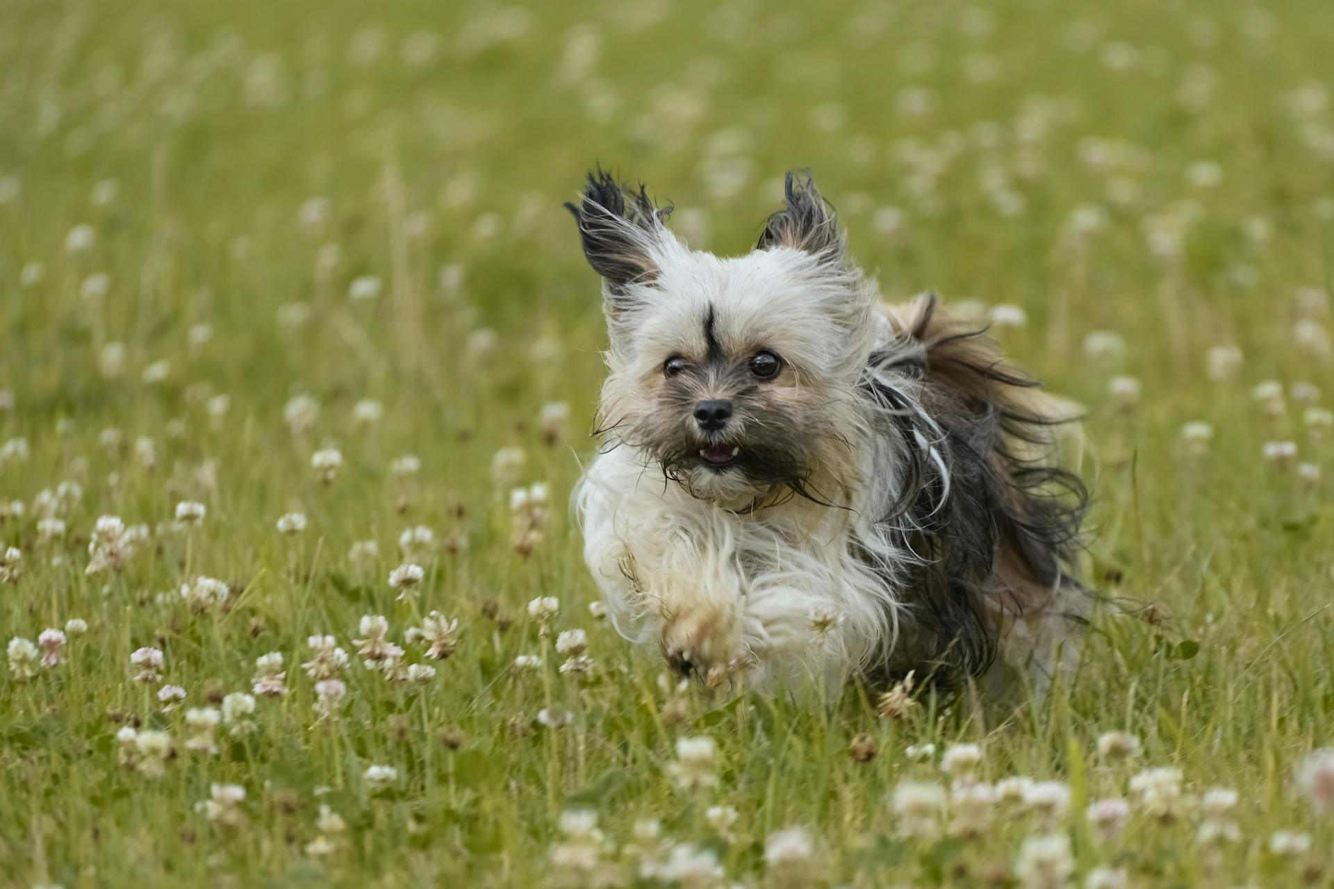 Närbild av en söt havanesisk hund som springer på en blomsterfält