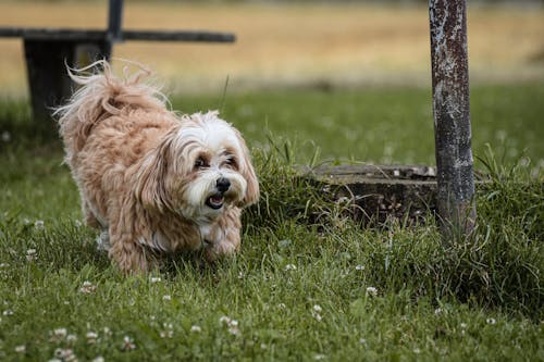 무료 개, 걷고 있는, 동물 사진의 무료 스톡 사진