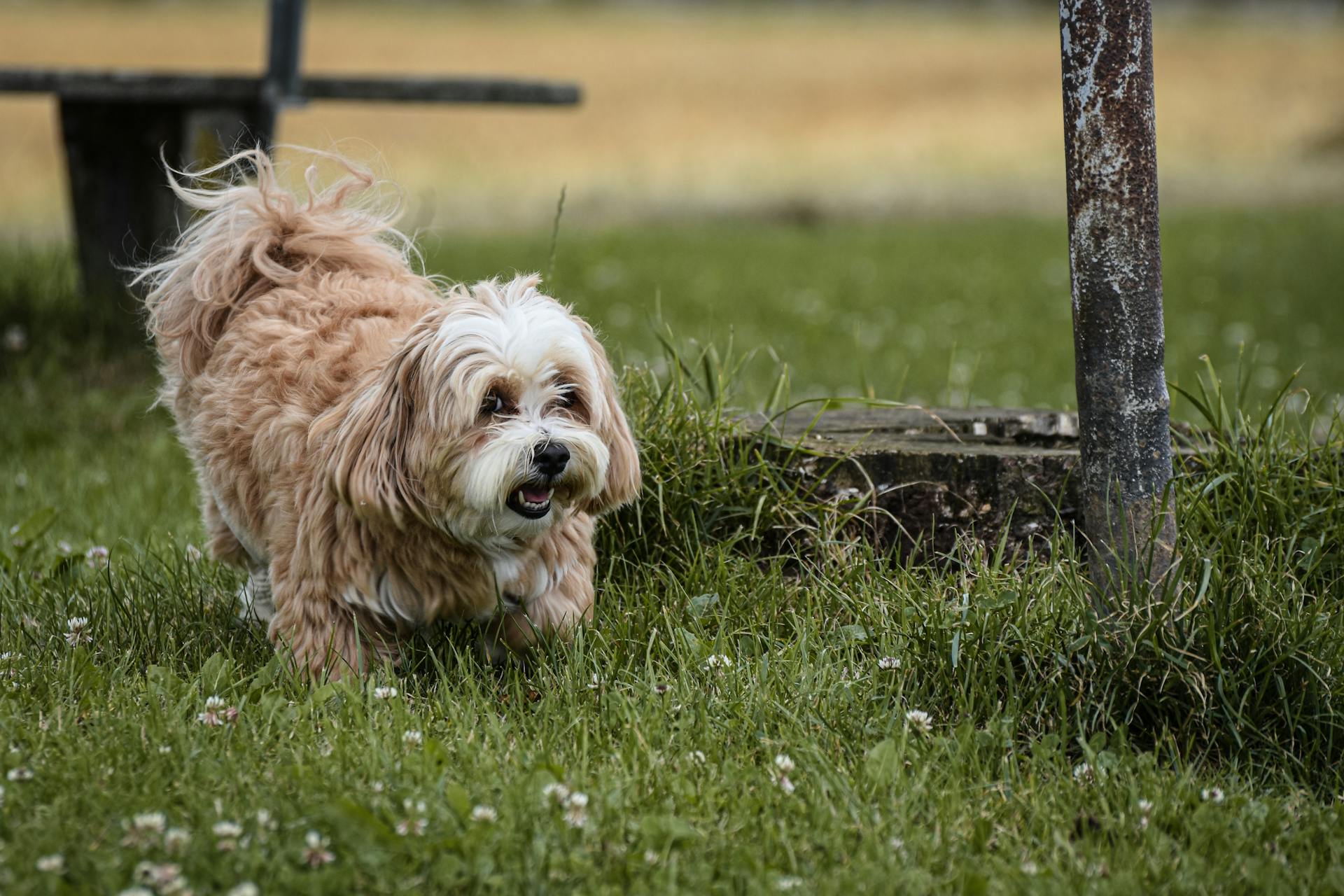 Yorkshire Terrier Walking on Grass