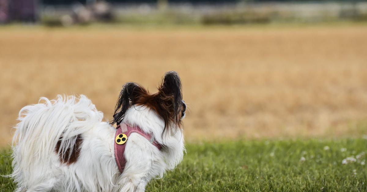 UK Papillon Fund Opens Community Grant Applications for NGOs