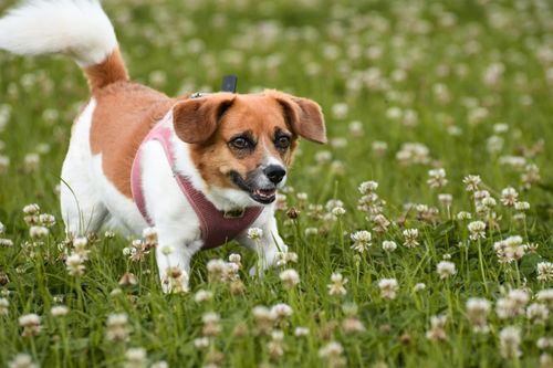 Free A cheerful Danish-Swedish farmdog running through a lush flower field. Stock Photo