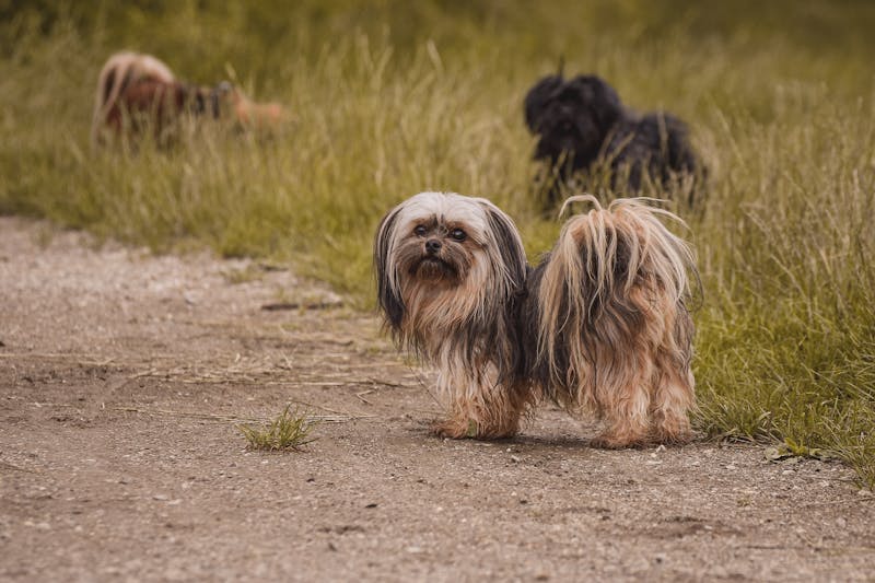 Lhasa Apso - Small Non-Sporting dog