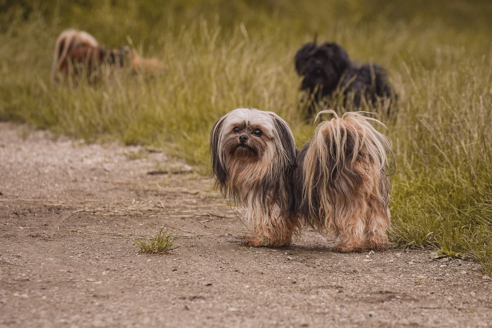 Lhasa Apso, photo 3