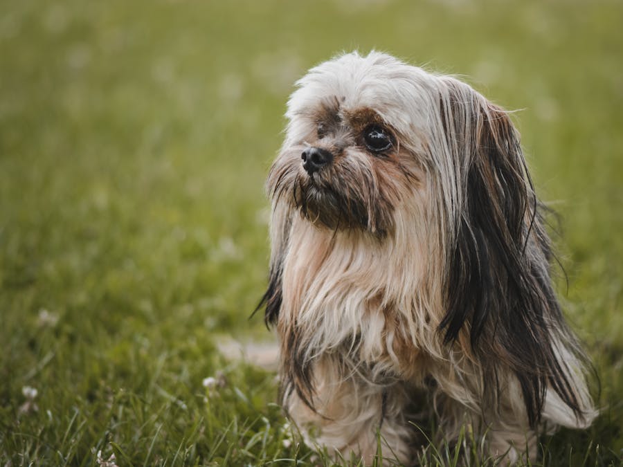 What can I give my dog for prostate issues?