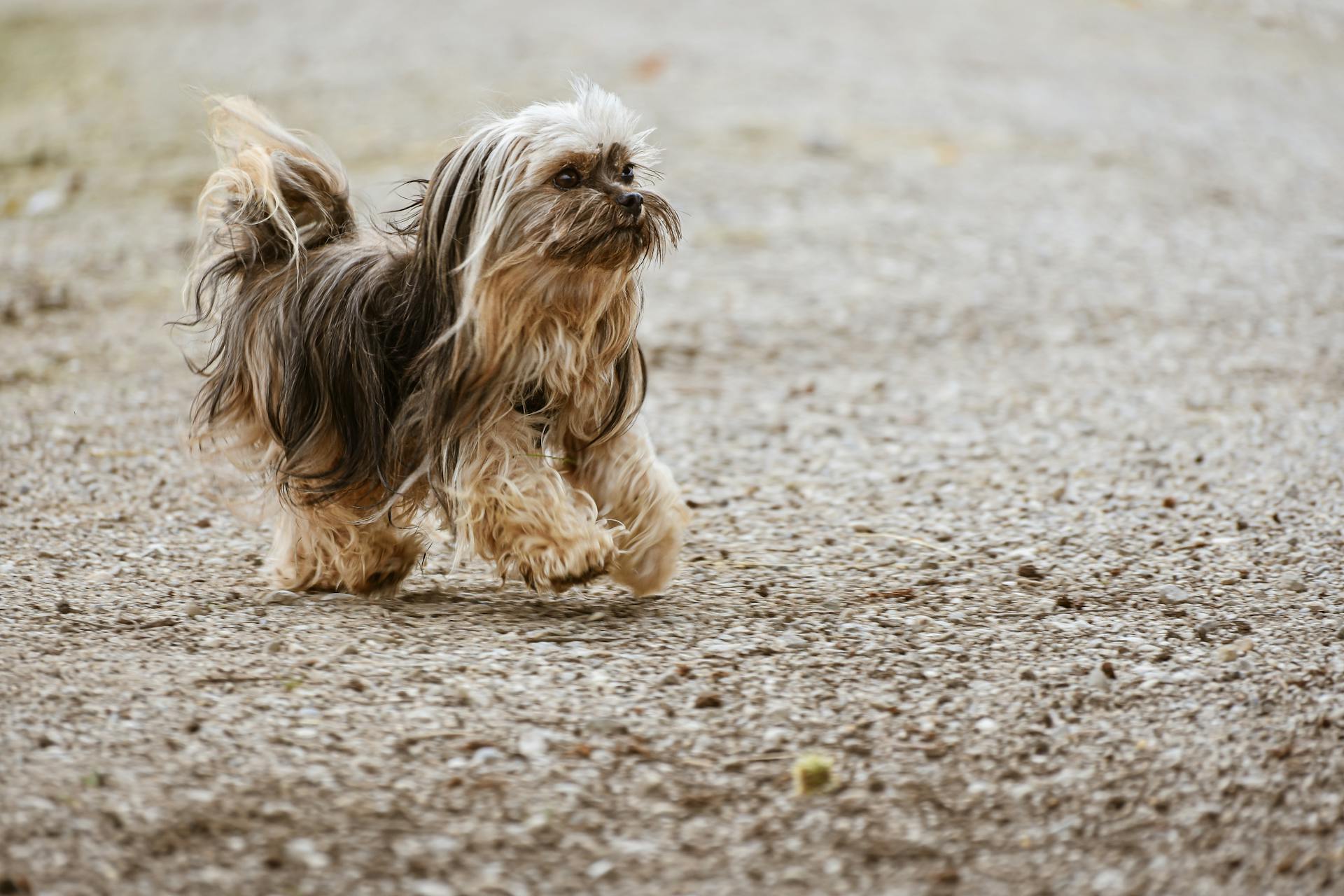 A Dog Walking on the Ground