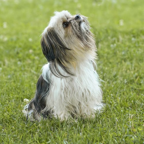 Free Photograph of a Shih Tzu on the Grass Stock Photo