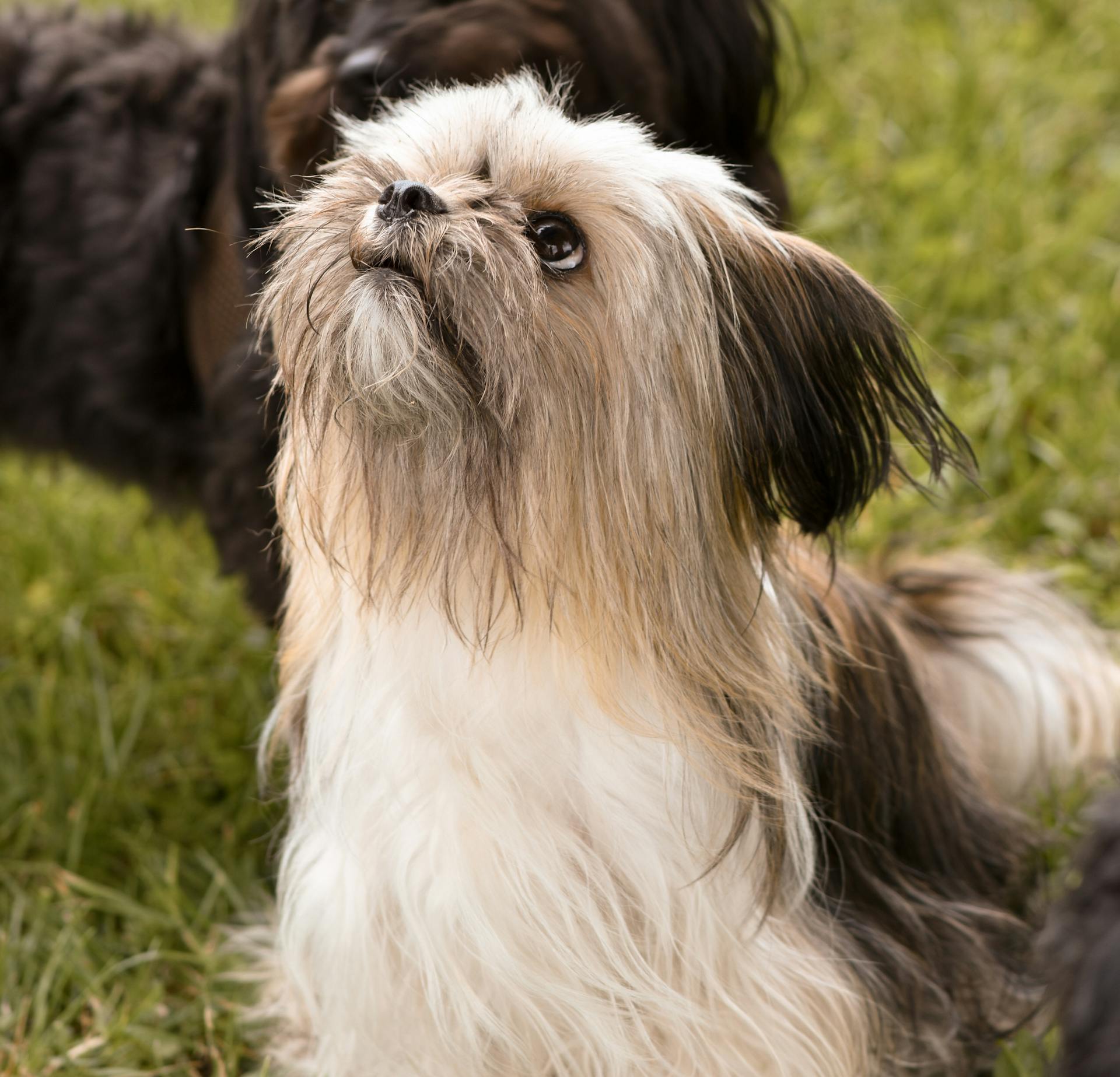 Portrait of a Yorkshire Terrier Looking Up