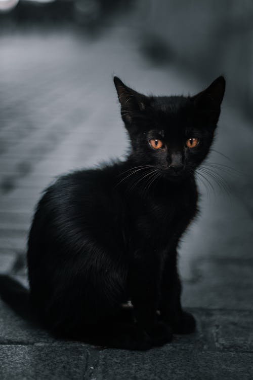A Close-Up Shot of a Black Kitten