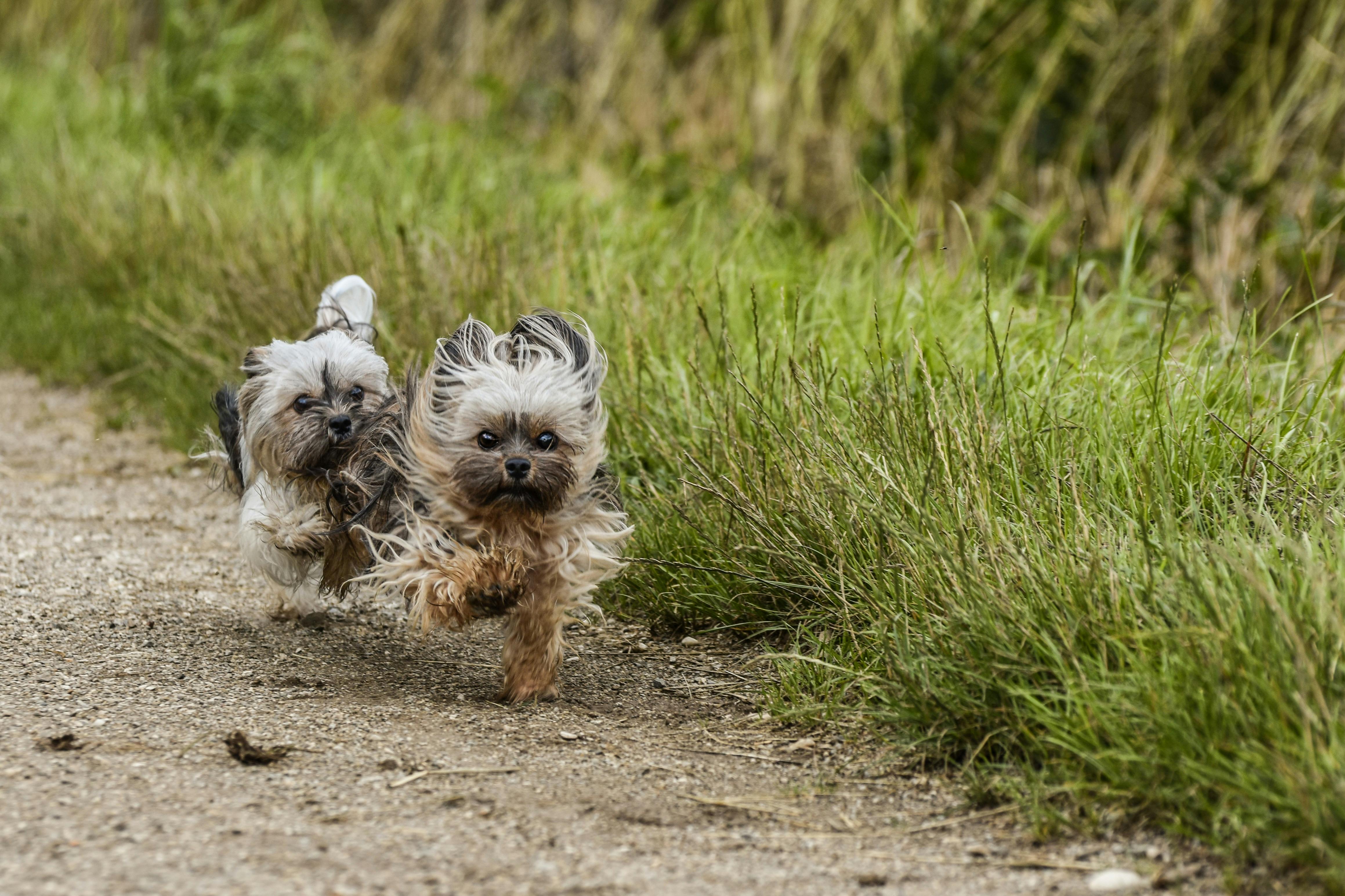 Two Cute Dogs Chasing Each Other