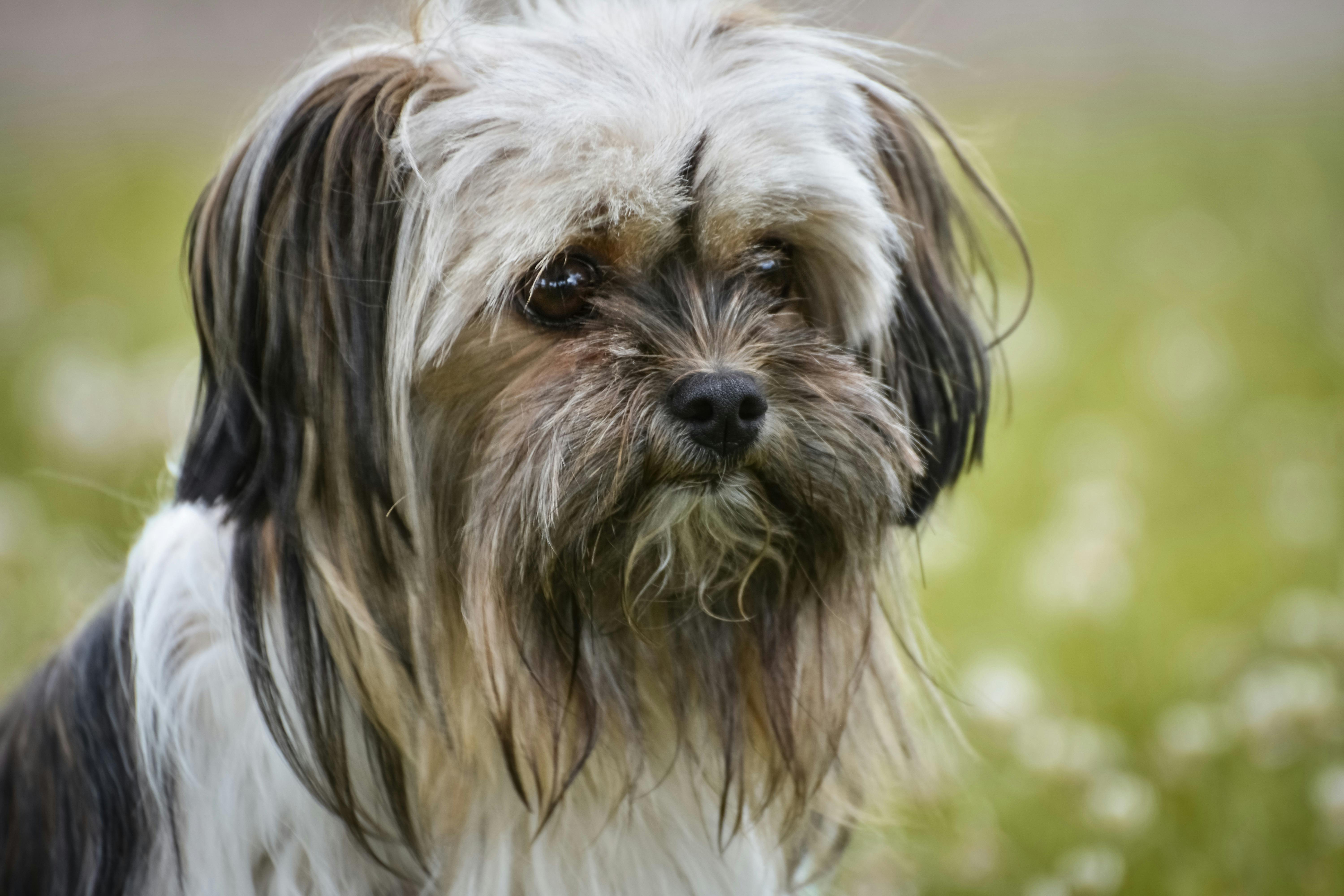 Fluffy Lhasa Apso dog