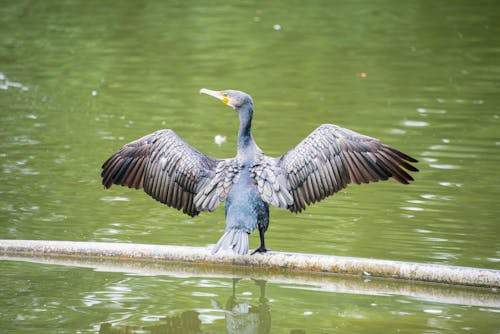 Kostnadsfri bild av aves, fågel, fågelfotografering