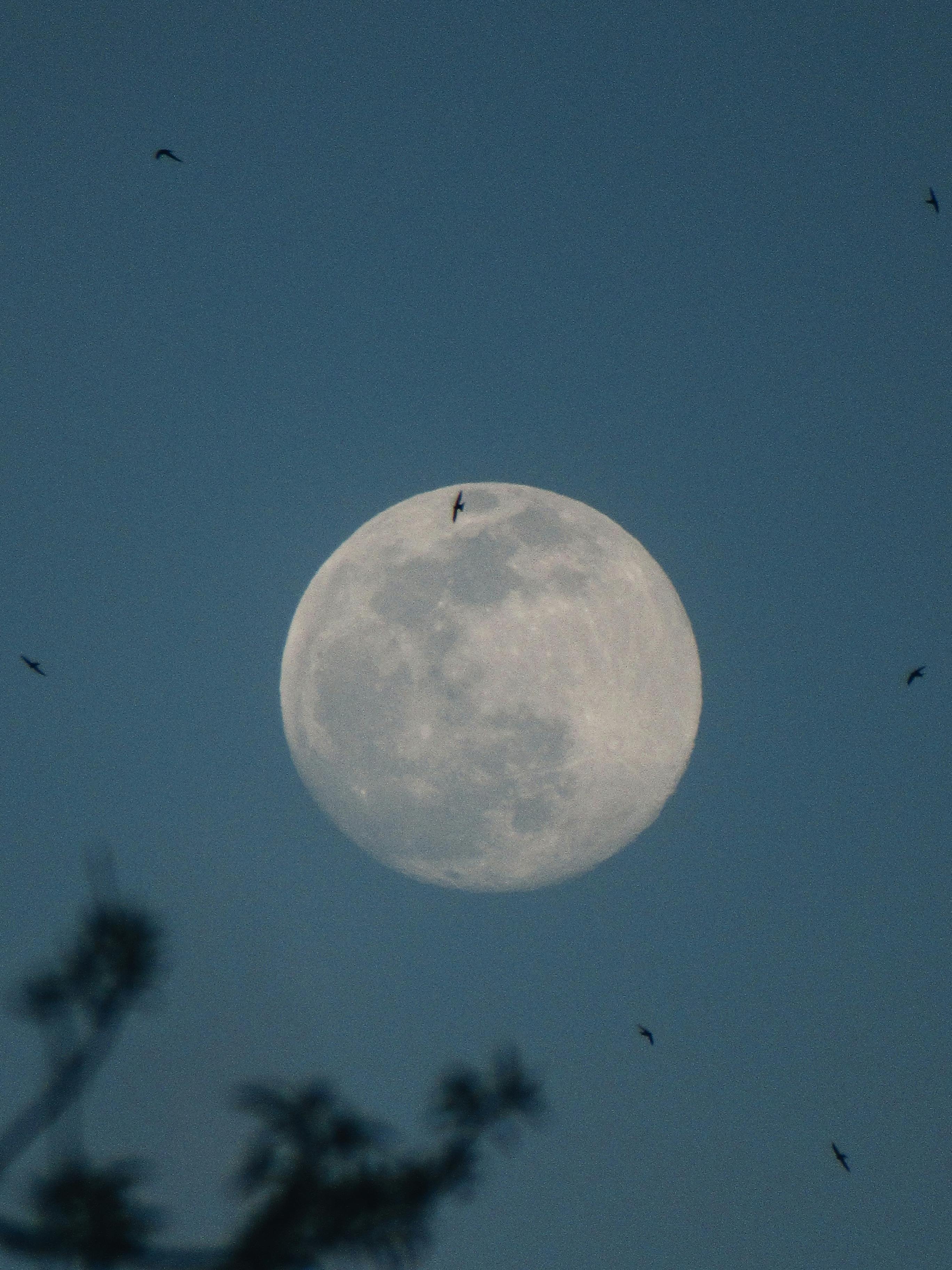 Photo of a Full Moon · Free Stock Photo