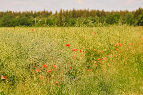 Photos gratuites de campagne, clairière, coquelicots