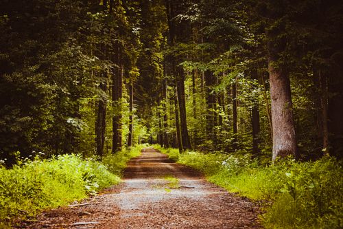 Free A peaceful dirt road winding through a lush green forest under daylight, perfect for nature lovers. Stock Photo