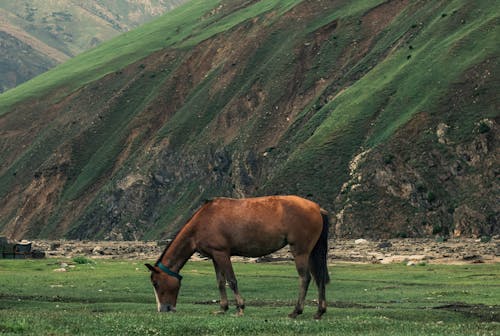 Fotobanka s bezplatnými fotkami na tému bylinožravec, cicavec, hnedý kôň