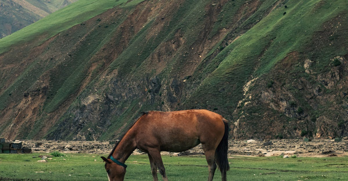 Why is my puppy eating dirt and grass