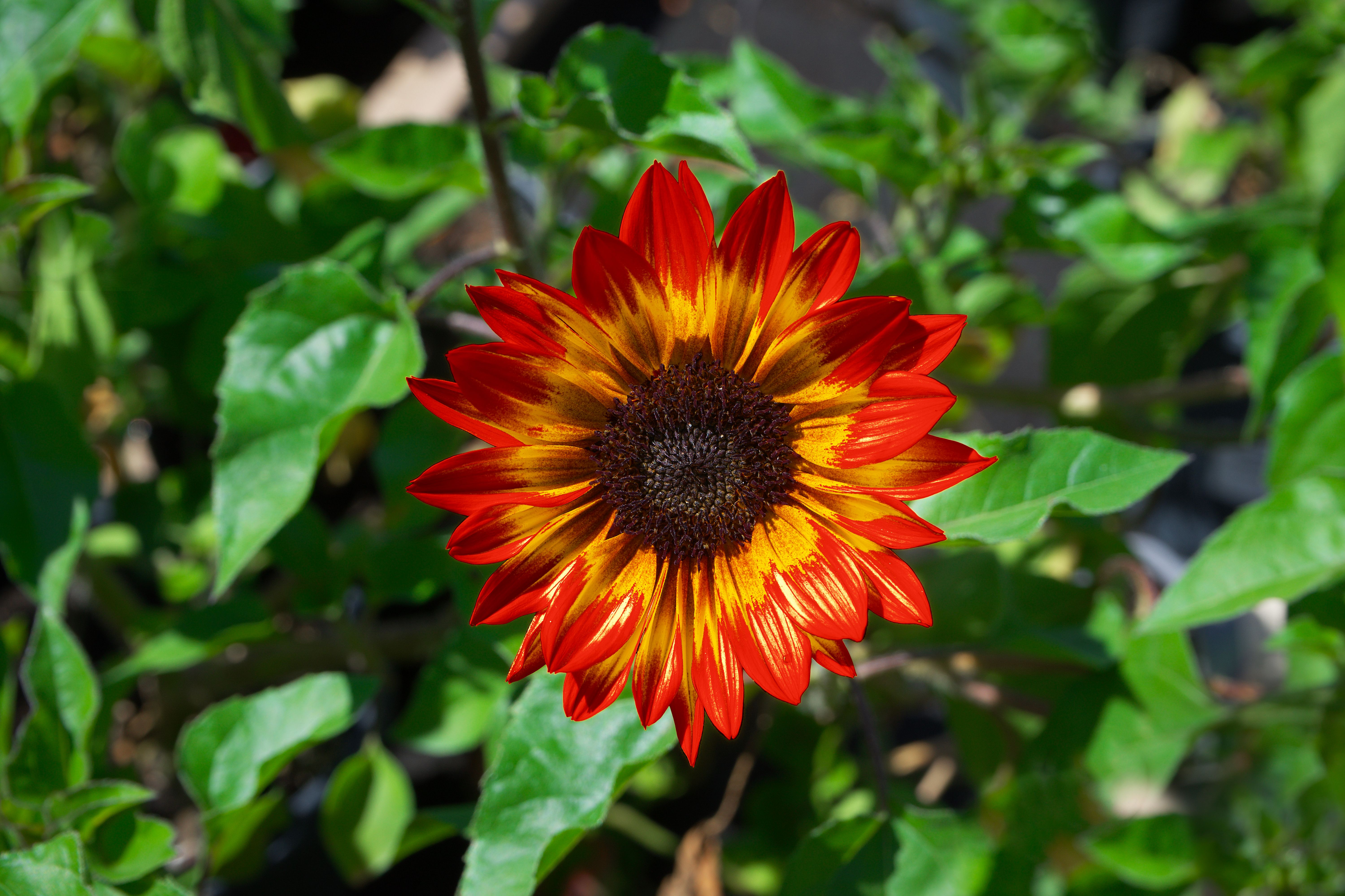 Funflower Close-Up Shot of a Sunflower · Free Stock Photo