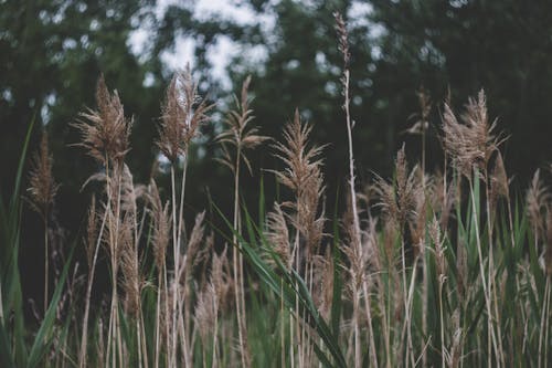 Brown Wheat Field Near Green Trees