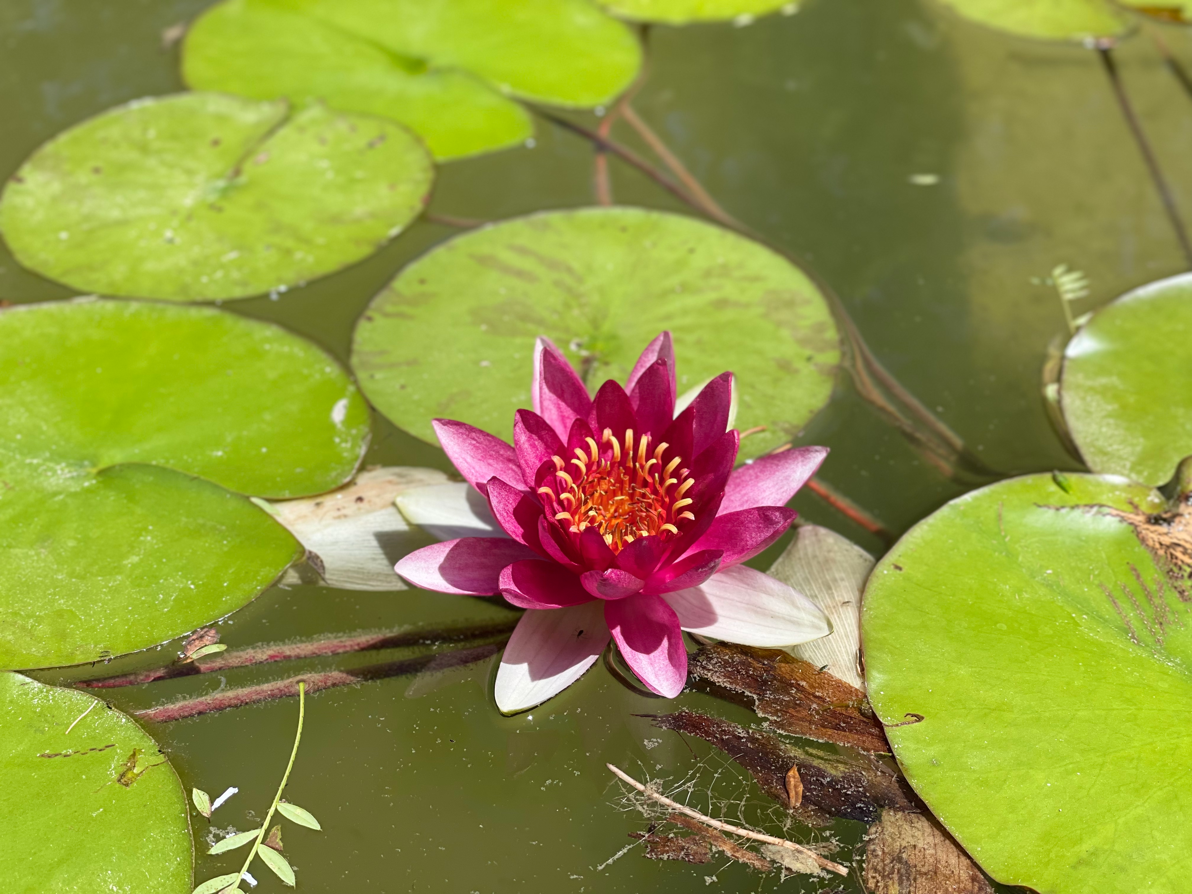 Close-Up Shot of Water Lily Flower on the Pond · Free Stock Photo