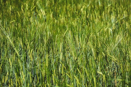 Immagine gratuita di avvicinamento, campo di orzo, grano di cereali