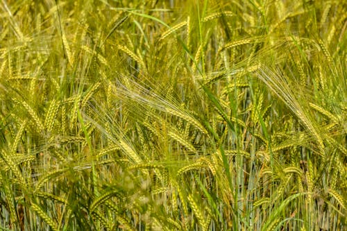 Close-Up Shot of Green Wheat