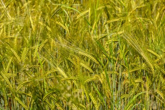 Close-up of a lush wheat field in summer, showcasing vibrant golden hues and green foliage.