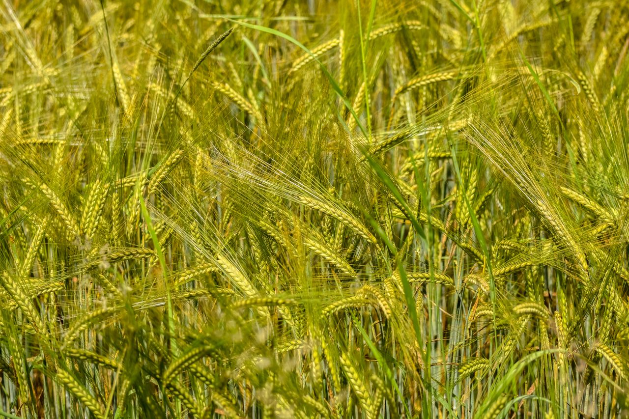close up of a lush wheat field in summer showcasing vibrant golden hue