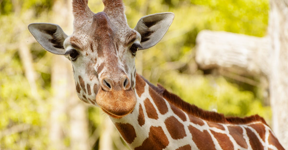 How do you spell plural of giraffe