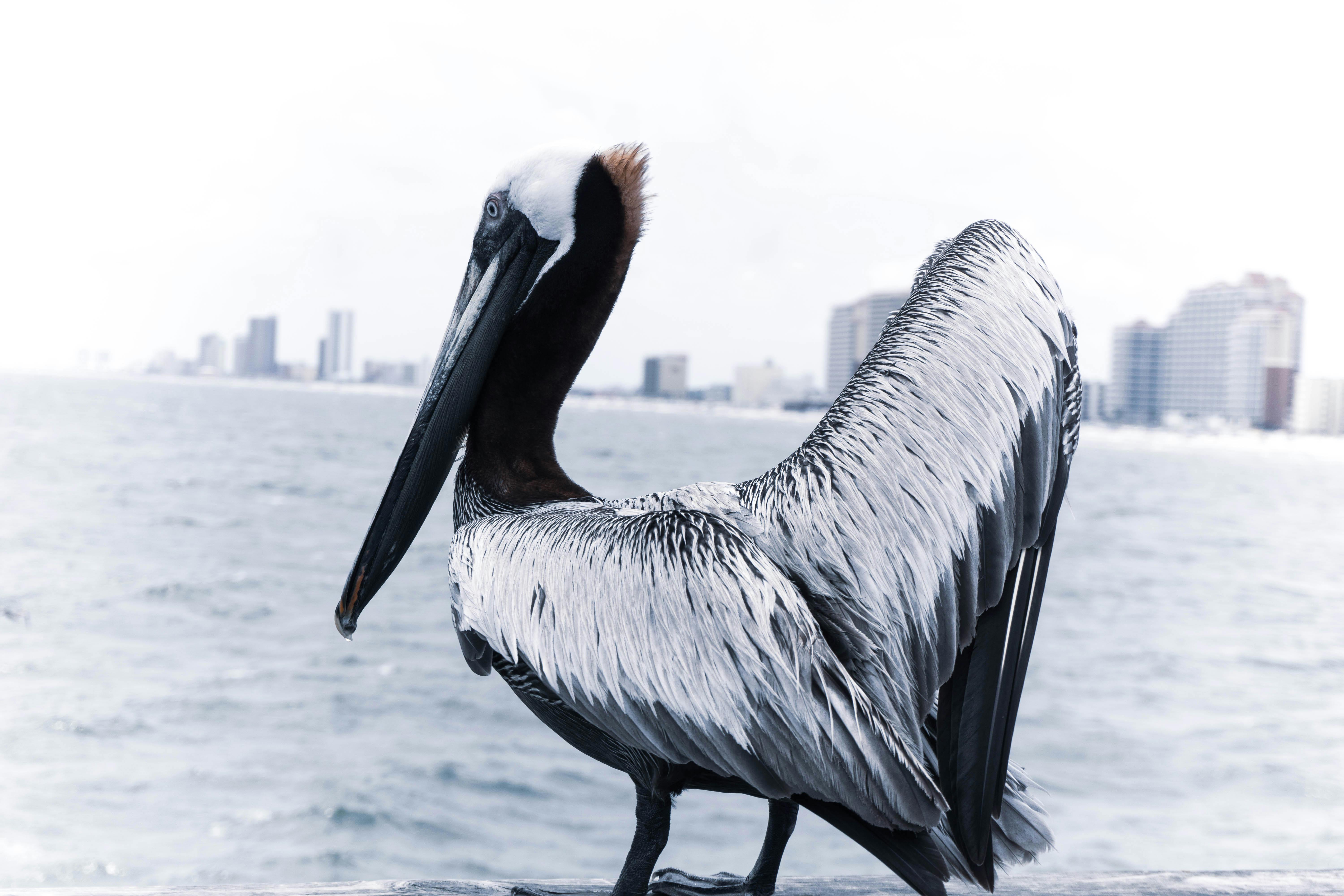 Free stock photo of pelican, sea animal