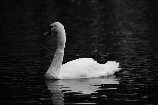 Black and white photo of a mute swan gracefully swimming on calm water.
