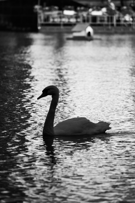 Black and white close-up of a mute swan gracefully swimming on a reflective water surface.
