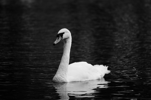 Elegant mute swan glides through peaceful water in a striking black and white photograph.