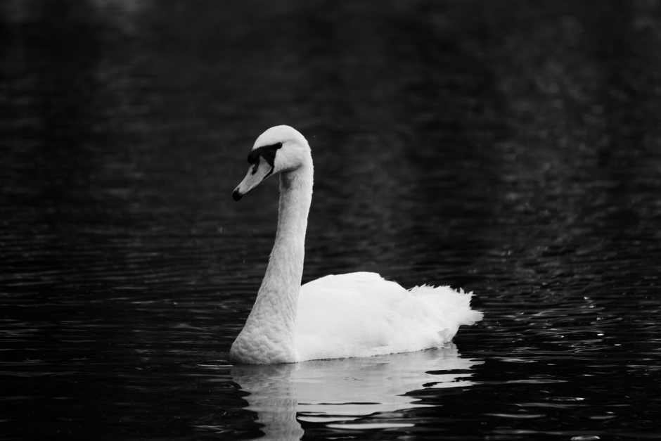 Elegant mute swan glides through peaceful water in a striking black and white photograph.
