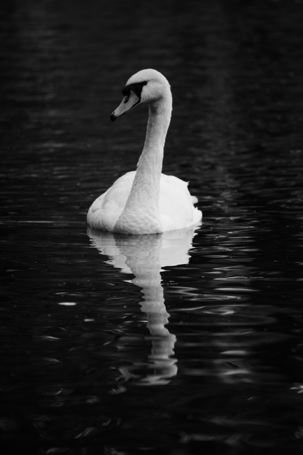 Black and white photo of a swan gracefully reflected on the water surface.